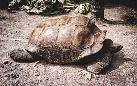The World's Largest Turtle: A New Chapter