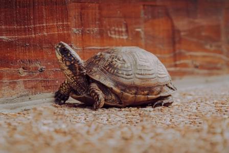 Turtles: Ancient Mariners of the Global Oceans