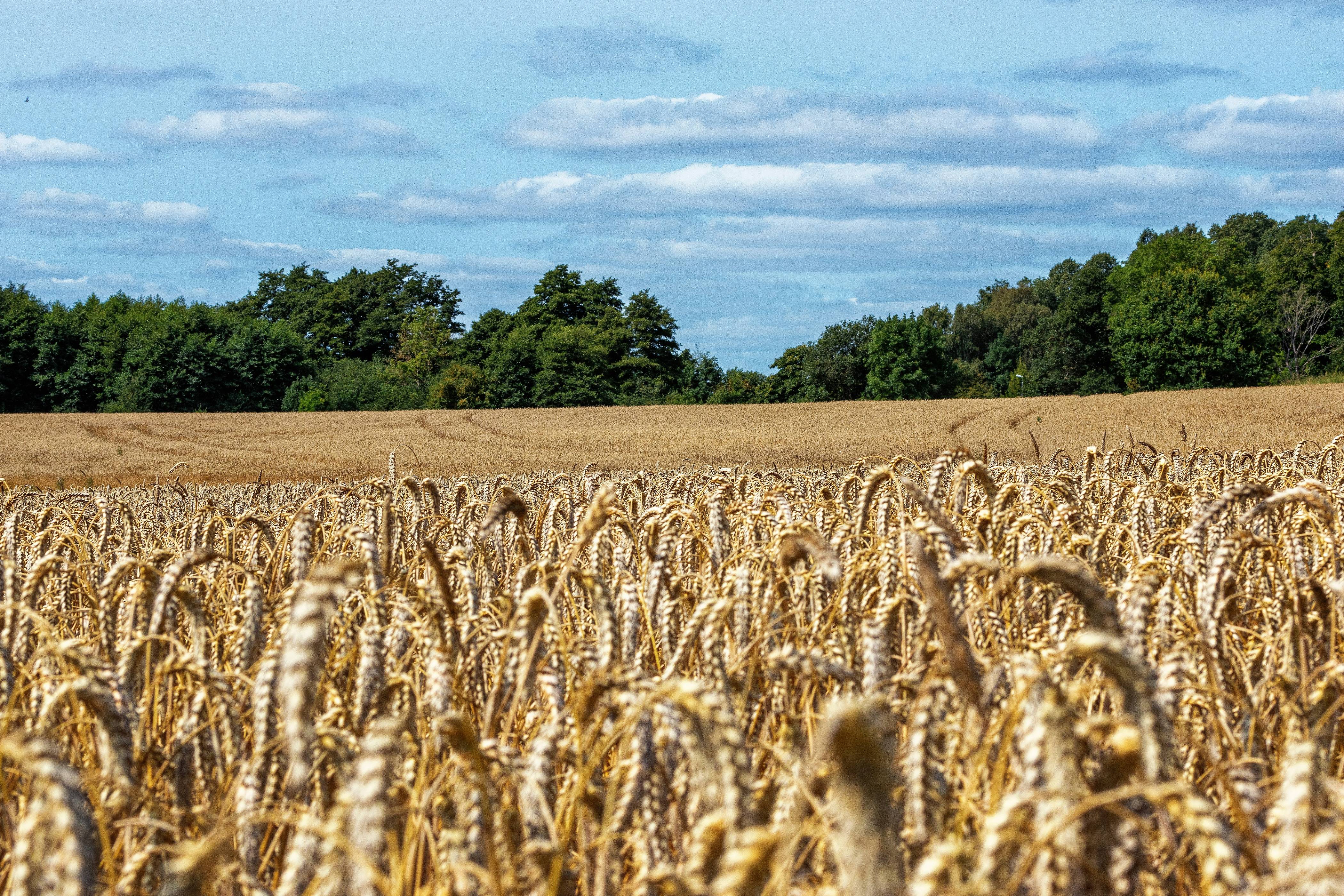 A field of wheat with trees in the background