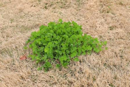 Interesting Facts About Four Leaf Clovers for Saint Patricks Day