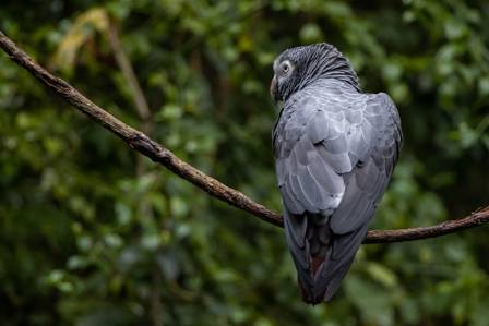 The Most Impressive Parrots: A Fresh Look at Brilliant Minds