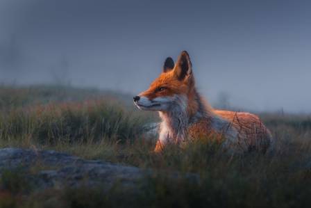 An Artist's Guide to Painting a Lifelike Fox