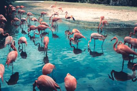 Why Flamingos Stand on One Leg: The Science Behind Nature’s Most Graceful Adaptation