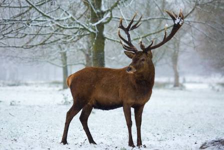 The Most Iconic Stag of the Highlands