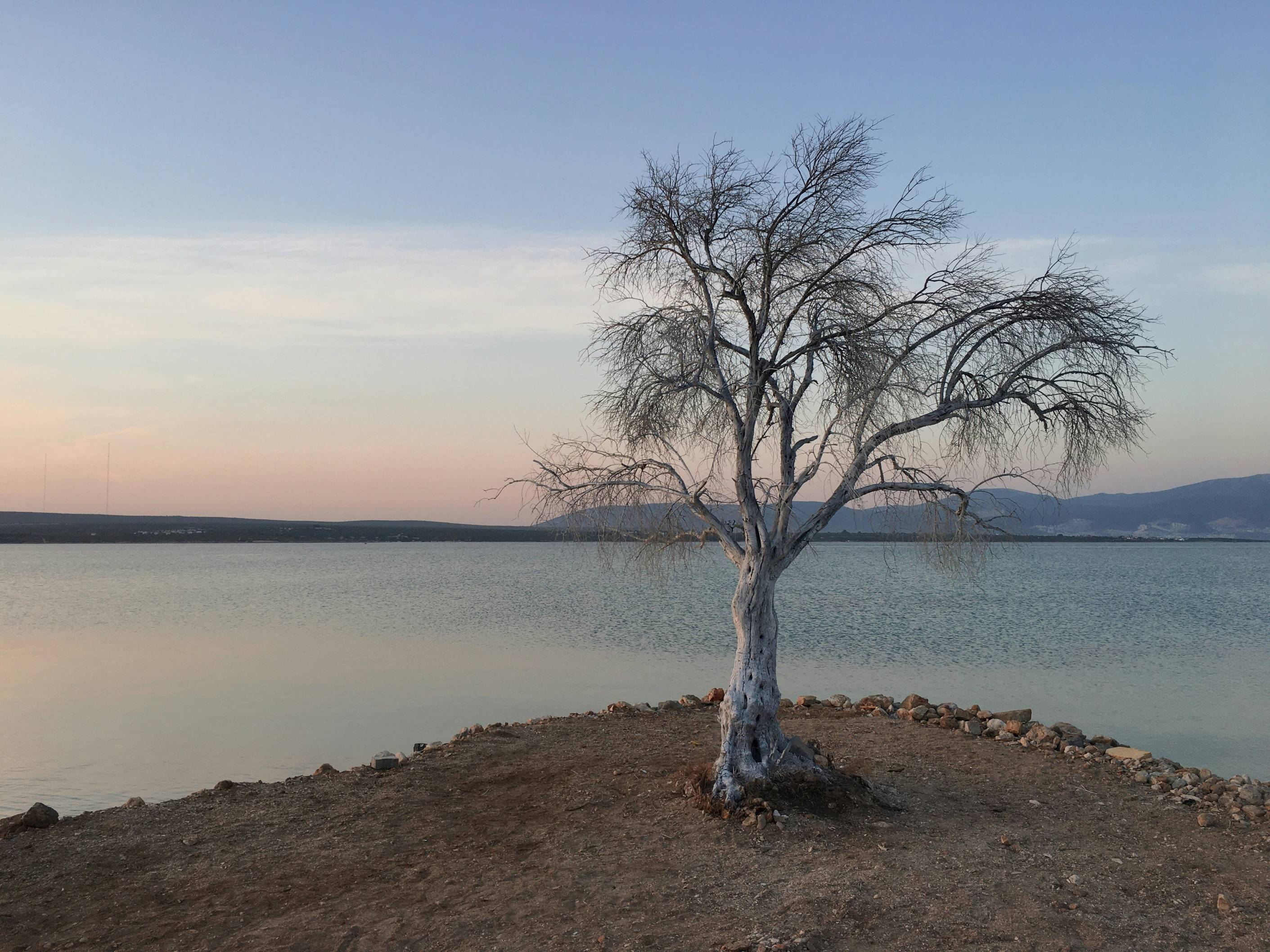 leafless tree on brown sand near body of water during daytime
