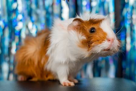 The Secrets Behind Why Wild Rodents Love Running On Wheels Just Like Your Pet Hamster