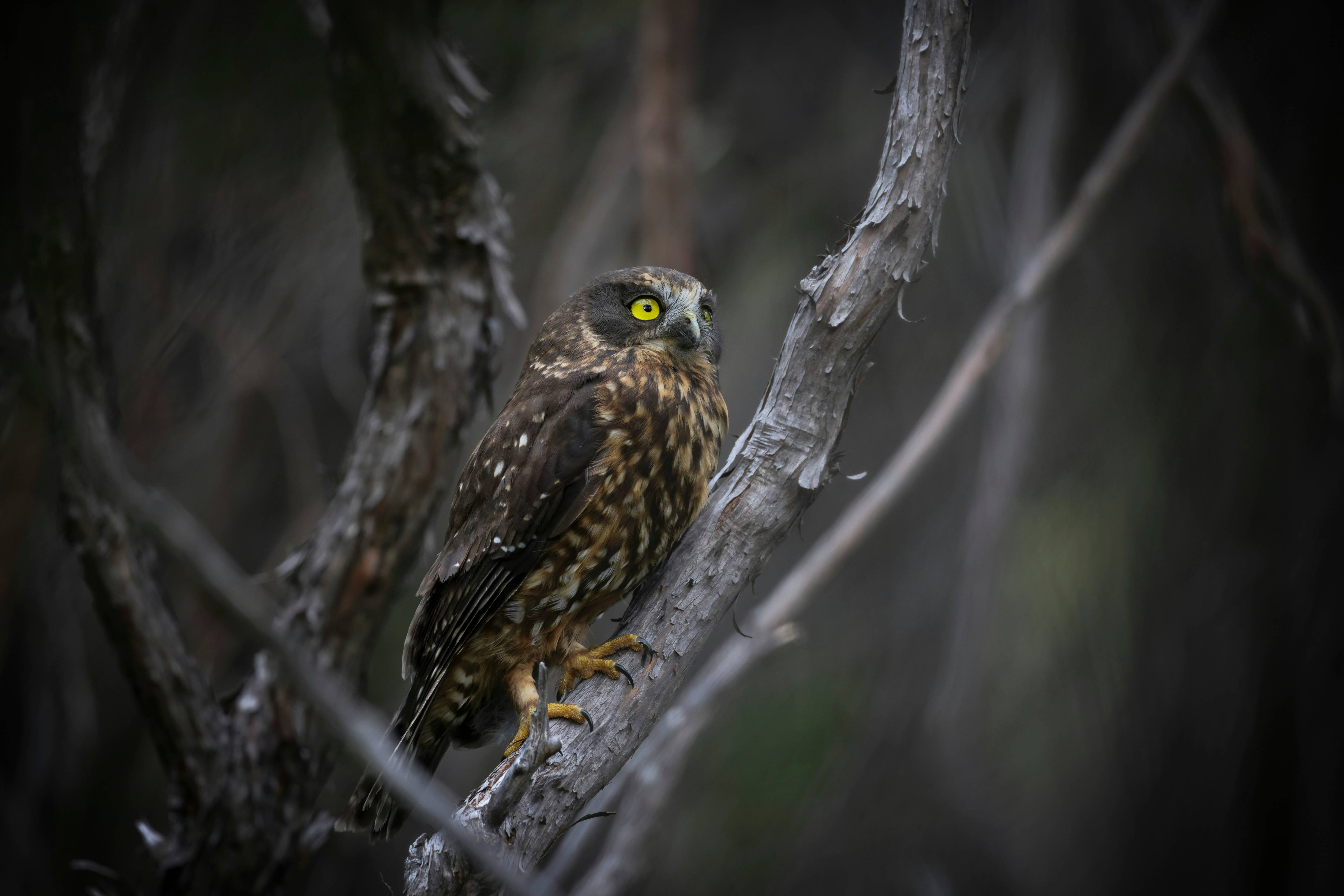 an owl is perched on a tree branch
