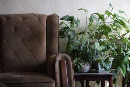 8 Best Plants to Place Behind Your Couch for a Natural Living Room Makeover
