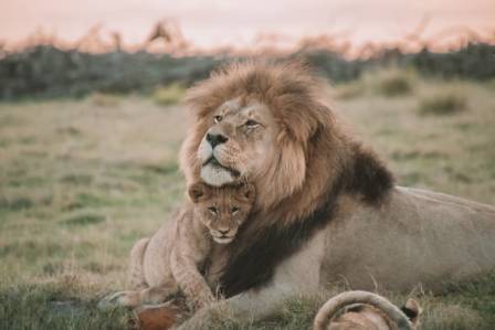 5 Africa's Majestic Wildlife to Encounter