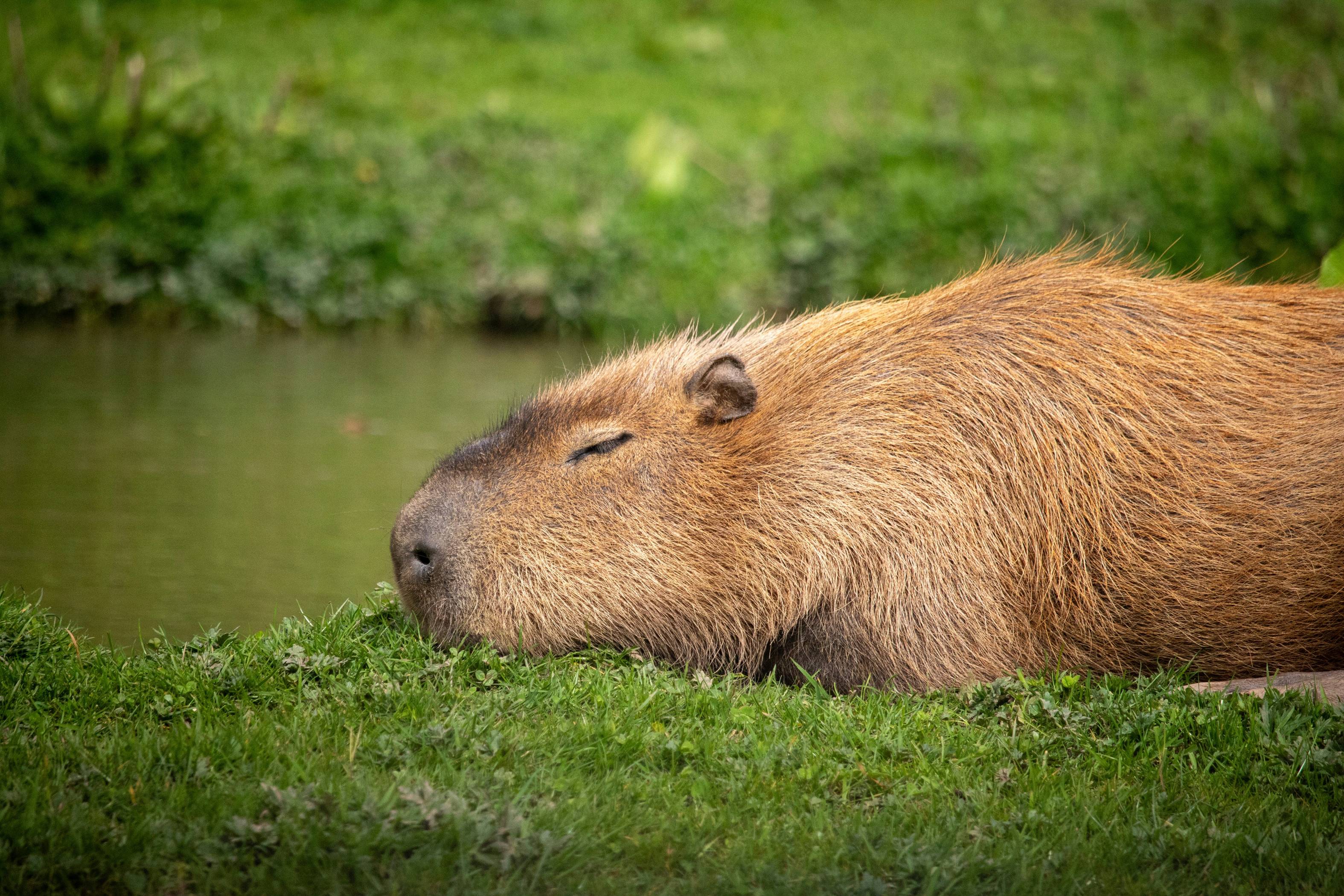 a close up of a capybara laying in the grass near a body of