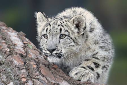 Optimal Timing and Locations for Encountering Snow Leopards in India
