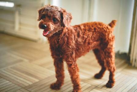 Top 9 Family-Friendly Dog Breeds for Adoption