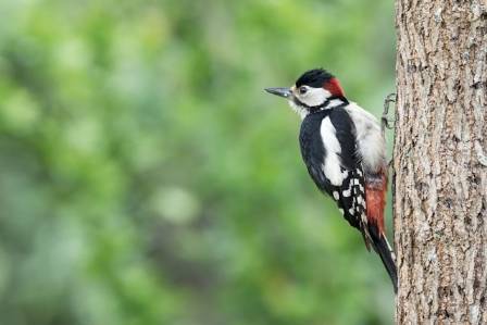 Woodpeckers: The Vital Core of the Woodland