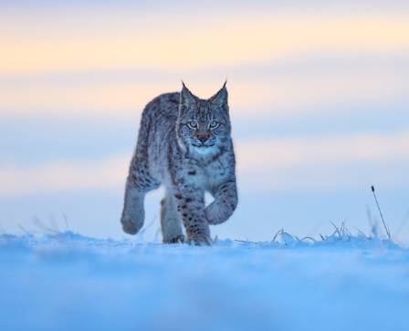 Lynx: The Elusive Wildcat of the North