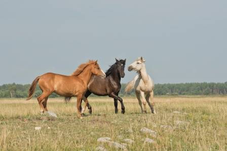 Fun facts about horses