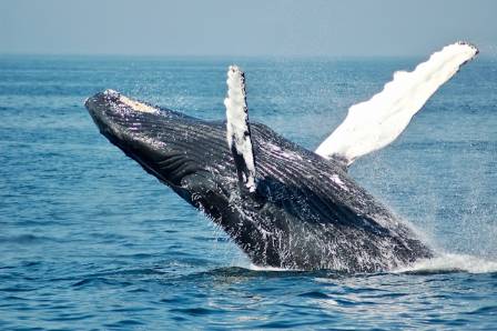 The Magnificent Biological Legacy of Deep Ocean Whale Falls