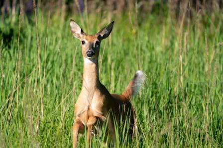 Learning About White-Tailed Deer Facts Diet Habitat and Visuals
