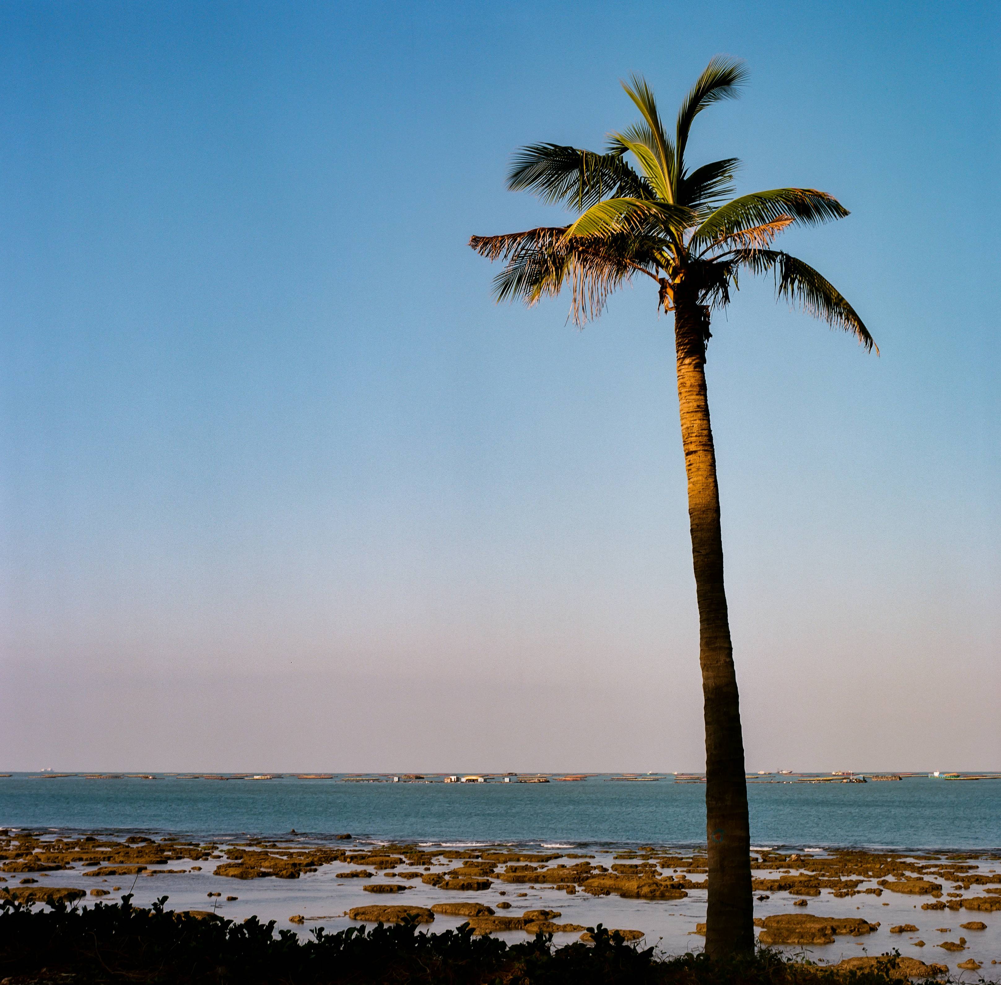 palm tree on beach shore during daytime