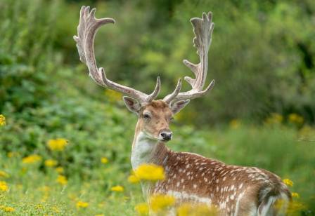 The Most Variable and Historic Deer