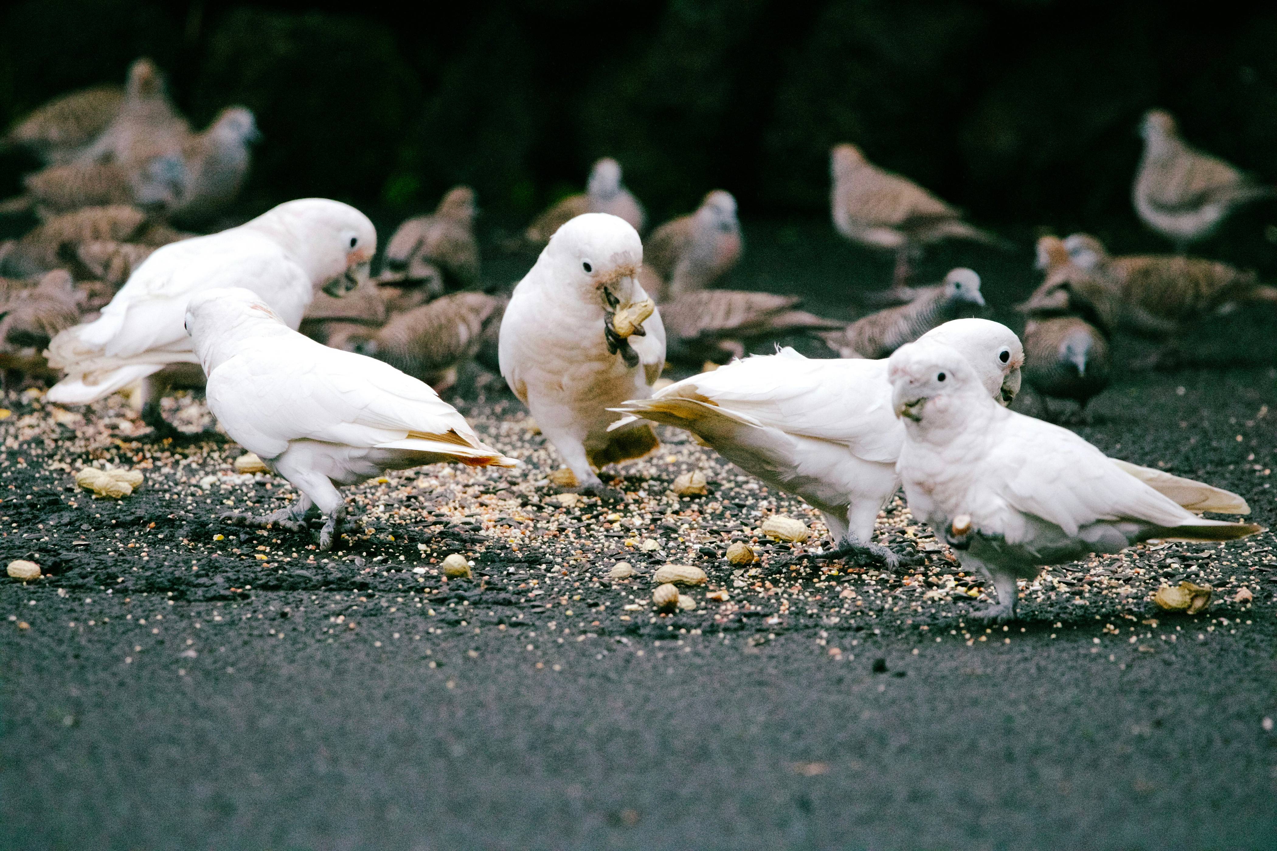 White cockatoos and doves eating seeds together.