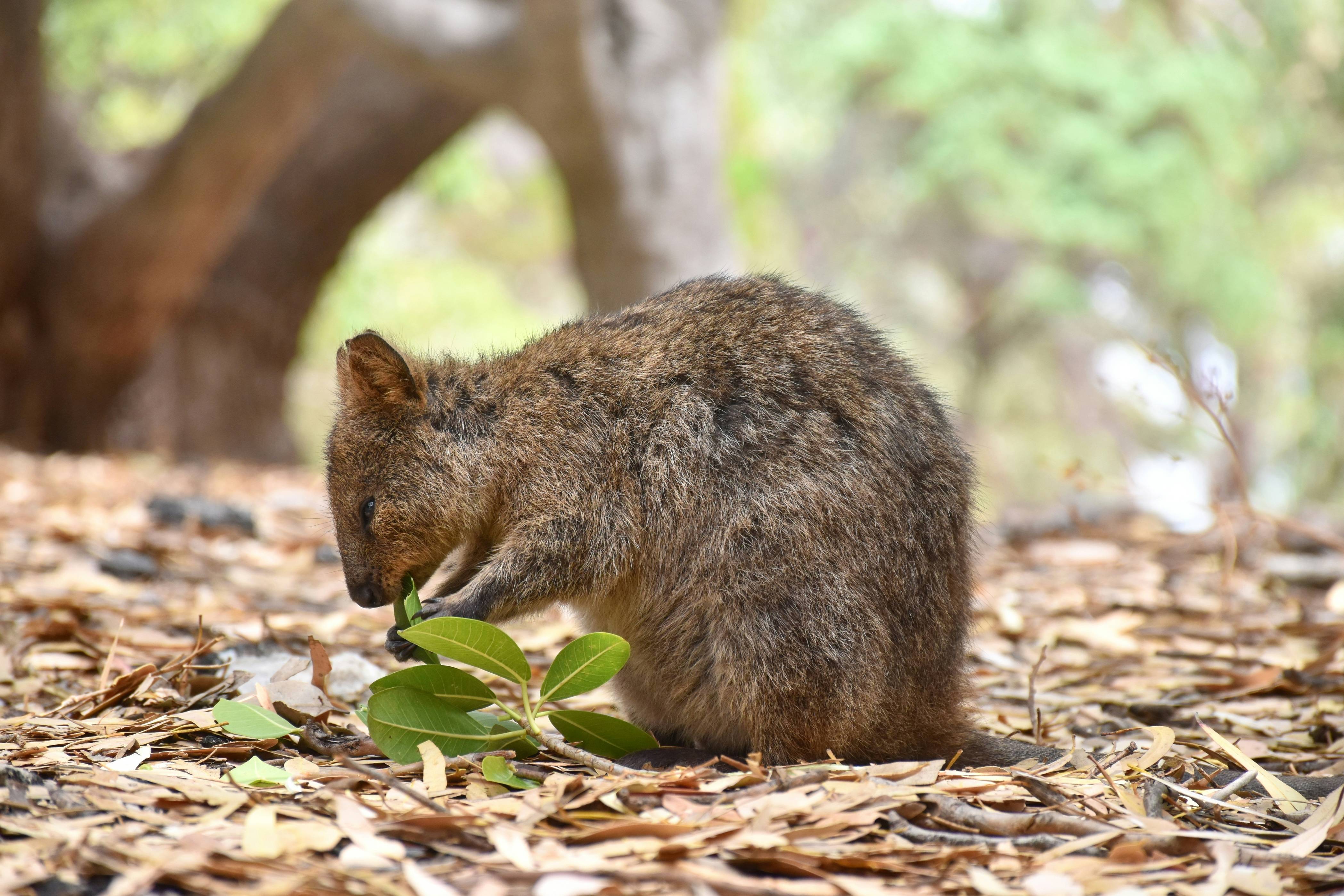 selective focus photography of brown rodent biting leaves