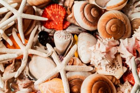 Decoding Shellfish: A Comprehensive Guide to Nutrition, Benefits, and Safety