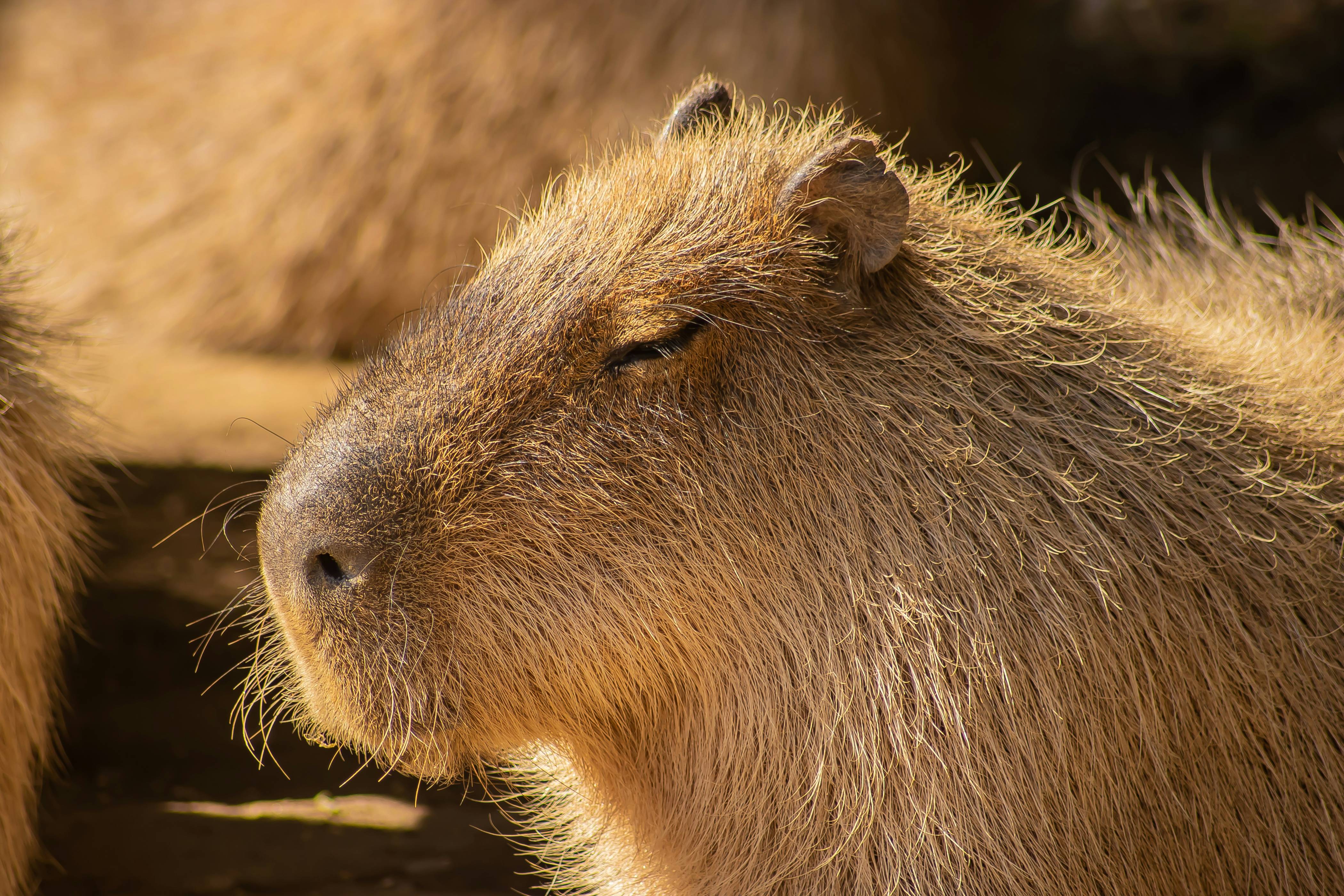 a close up of a capybara looking at something