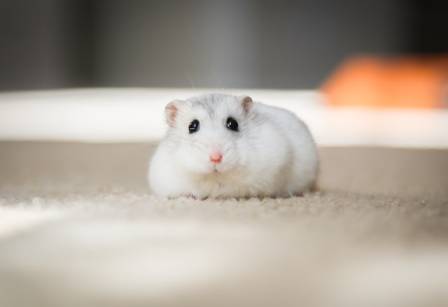 10 Surprising Hamster Facts