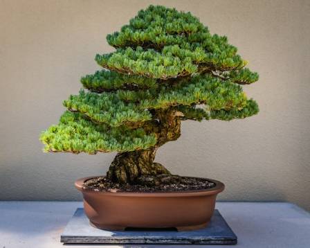 How To Grow and Care for Pine Tree Bonsai