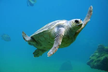 Fascinating Discoveries About the World of Turtles