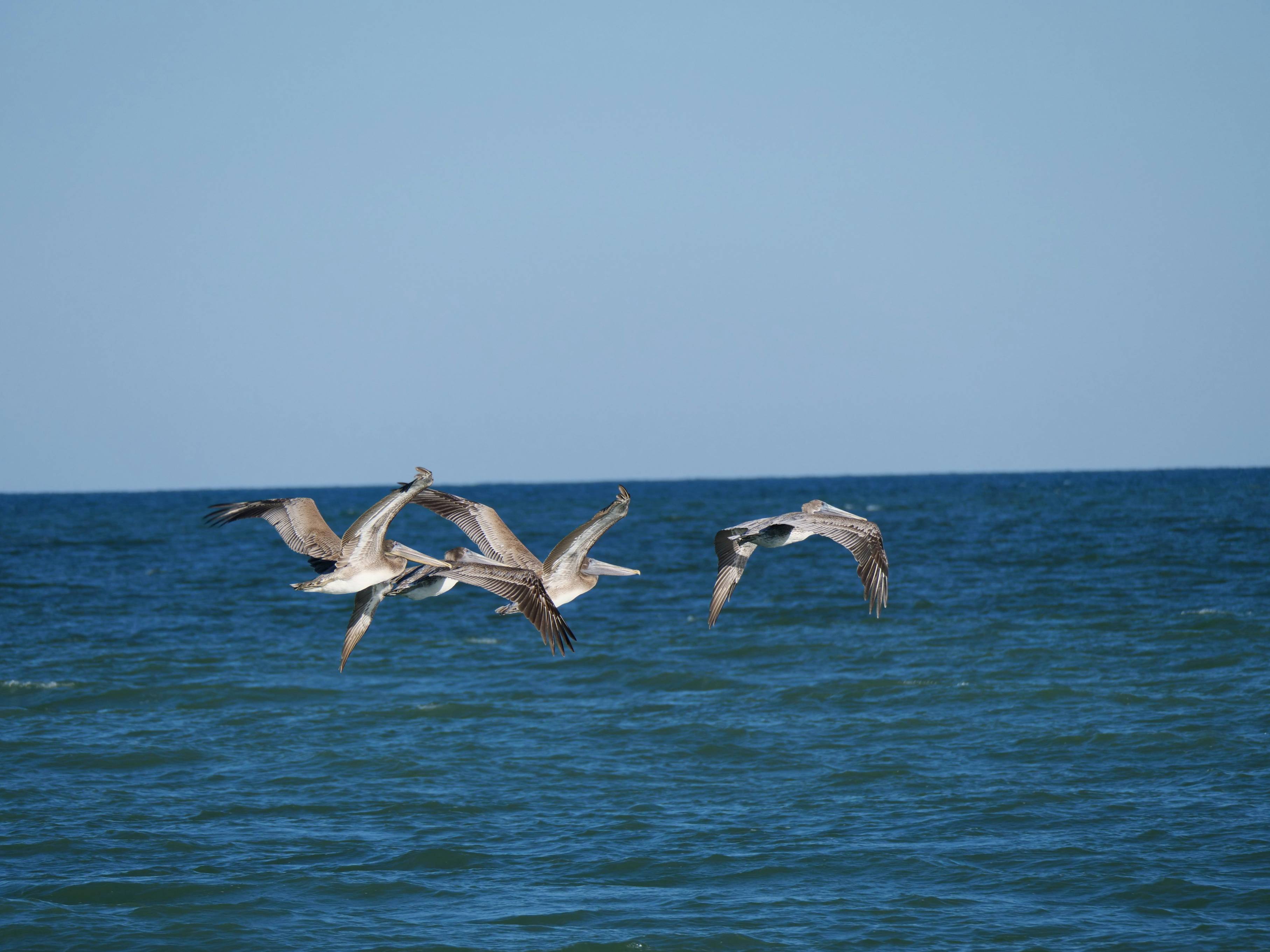 birds flying over water