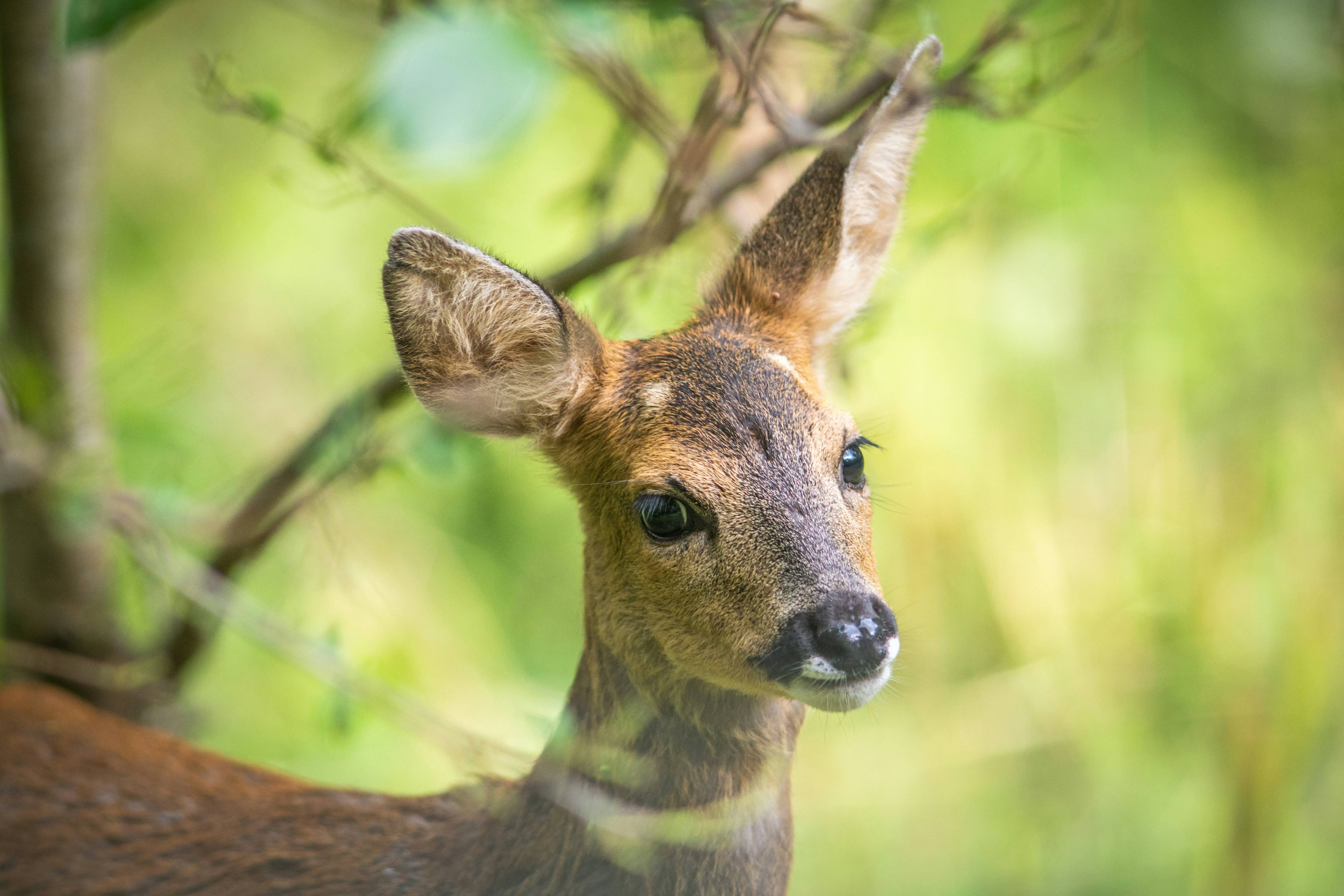 a small deer standing next to a tree