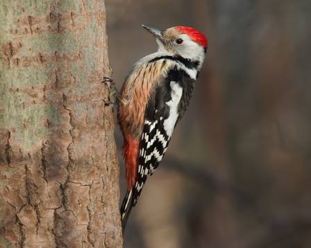 Fascinating Biological Traits and Behaviors of Woodpeckers