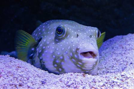 The Intriguing World of Pufferfish: Nature’s Inflating Survivors