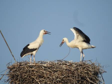 Exploring the White Stork: Key Details About This Wading Bird