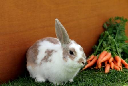 10 Interesting Facts About Rabbits