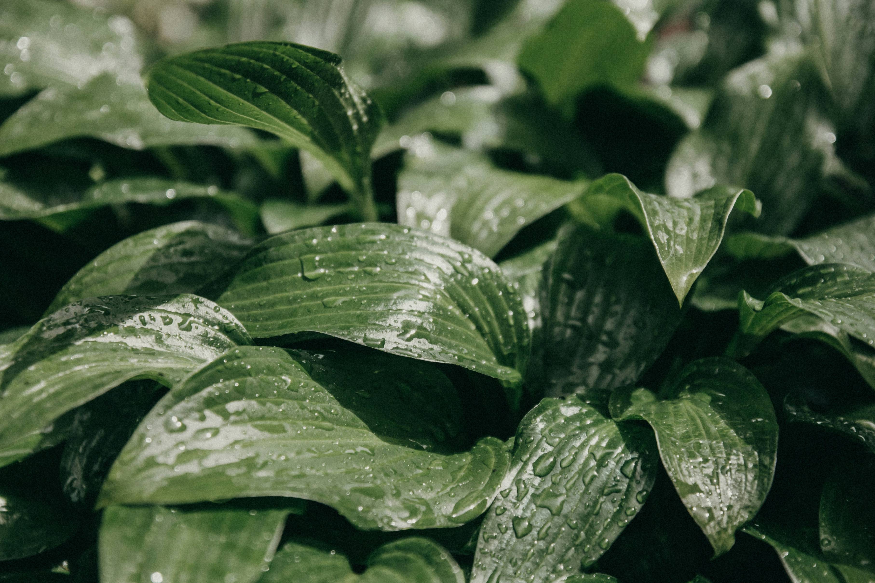 green leaves with water droplets