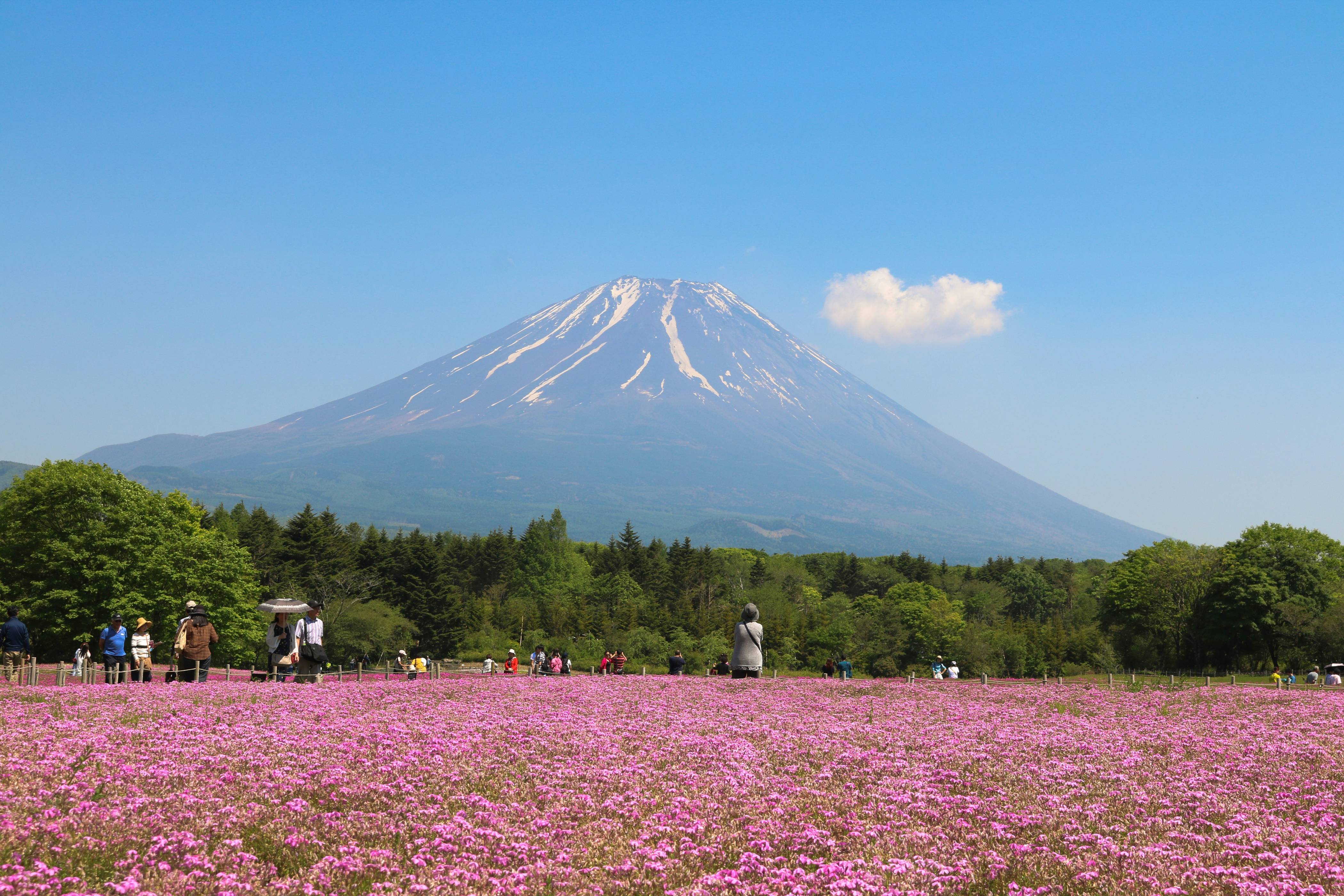 pink flower field near mountain